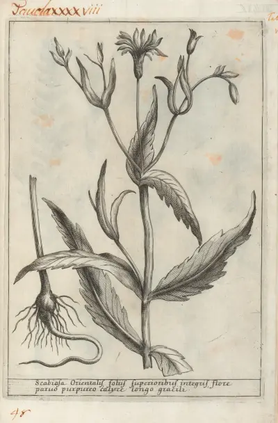 Catalogus plantarum horti Pisani Pl.48 av Michelangelo Tilli