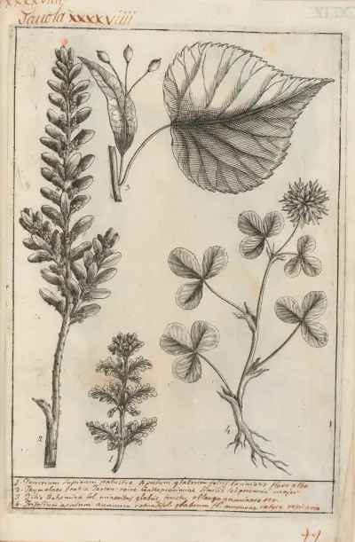Catalogus plantarum horti Pisani Pl.49 av Michelangelo Tilli