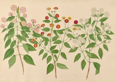 Tre sorters vackra blommor från vår egen trädgård av Miss Gough