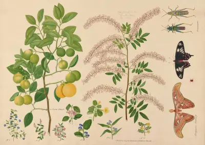 A Lime Plant. Common Indian weeds. Singapore Butterfly. Grassopper av Miss Gough