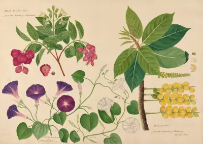 Boah Jamboo Ayer, Two kinds of Convolvolus, Boah Rambee av Miss Gough