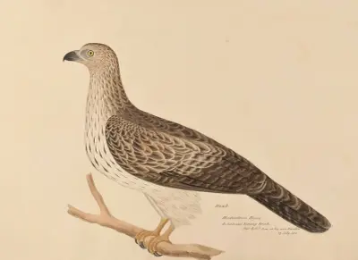 Hawk. Hindoostanee Byree av Miss Gough