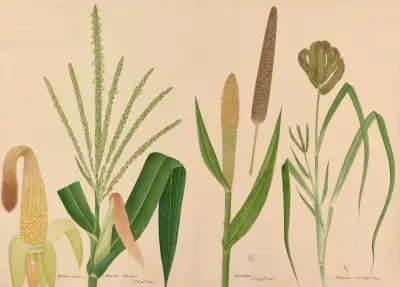 Indian Corn. Mootoo Cholum, Kamboo, Kaveroo av Miss Gough