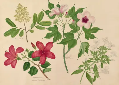 Jungle plant. A sort of shoe flower, A sort of pass rose av Miss Gough