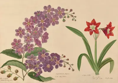Lagerstraemia Reginae or the May Flower.A Cape Lilly av Miss Gough