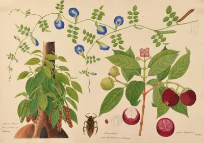 Pepper Plant. Mangoesteen. Boah Mangostan, Malay-Creeper av Miss Gough