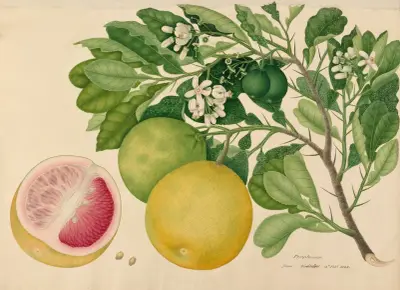 Pomplemose from Gaddalore av Miss Gough