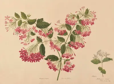 Rangoon Creeper av Miss Gough