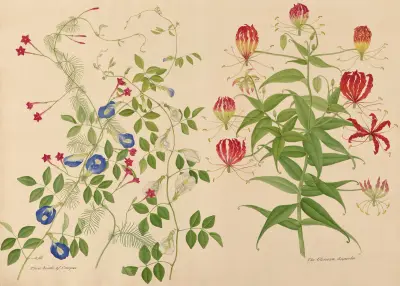 Three kinds of creeper. The Glorioza Superba av Miss Gough