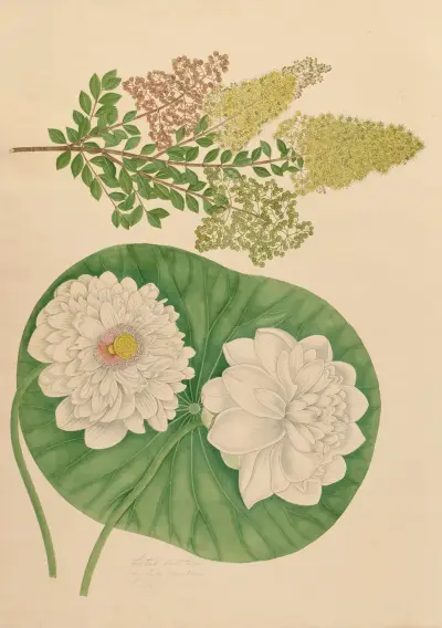 Trevong. Malangerra. Lotus av Miss Gough