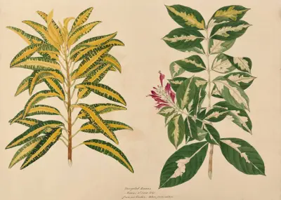 Brokiga blad, Miss Gough