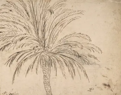 Study of a Palm Tree von Nicolas Poussin