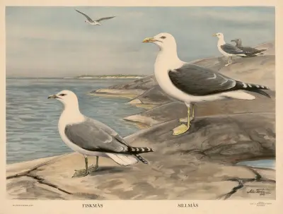 Abborre. Mört. Gädda av Nils Tirén