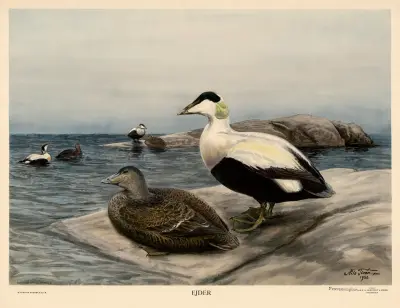 Eider, Nils Tirén