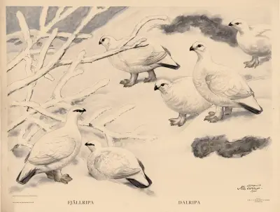 Schneehuhn. Moorschneehuhn von Nils Tirén
