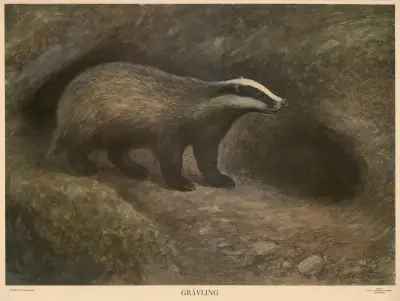 Jezevec, Nils Tirén