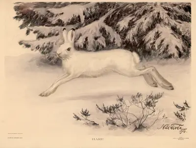 Zajíc, Nils Tirén