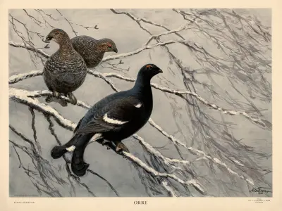 Tetřev, 1928 – č. 1, Nils Tirén