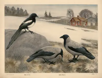 Skata. Kråka, Nils Tirén