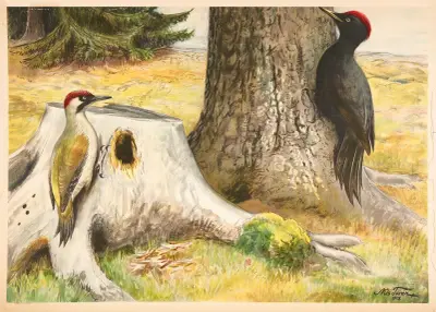 Strakapoud, Nils Tirén