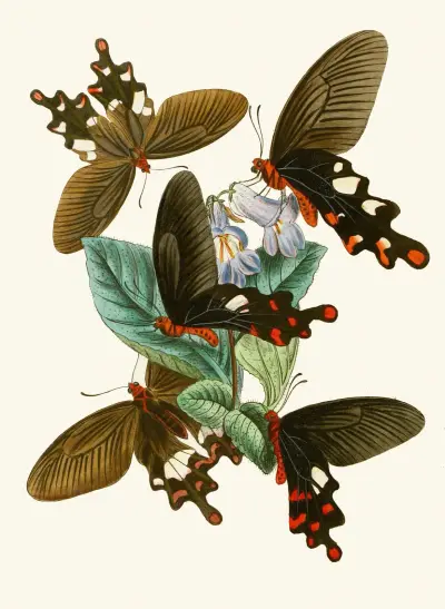 Orientalisk entomologisk samling, plansch I av John Obadiah Westwood
