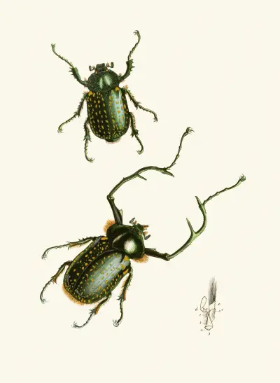 The cabinet of oriental entomology Pl II av John Obadiah Westwood