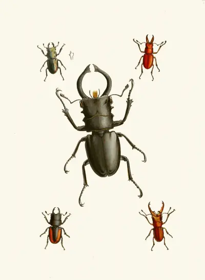 The cabinet of oriental entomology Pl IX av John Obadiah Westwood