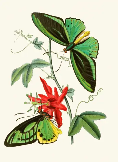Das Kabinett der orientalischen Entomologie Taf. XII von John Obadiah Westwood