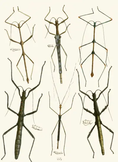 Das Kabinett der orientalischen Entomologie Taf. XL von John Obadiah Westwood