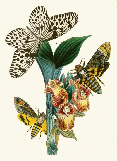Das Kabinett der orientalischen Entomologie, Tafel XLI von John Obadiah Westwood