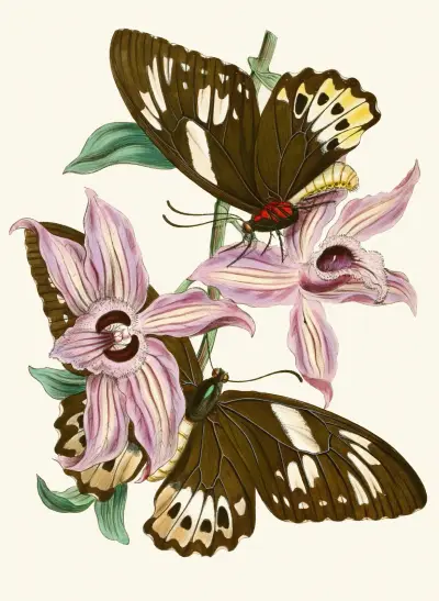 Das Kabinett der orientalischen Insekten, Taf. XV von John Obadiah Westwood