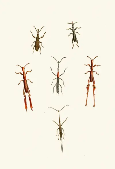 The cabinet of oriental entomology Pl XVI av John Obadiah Westwood