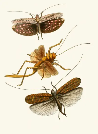 Das Kabinett der orientalischen Entomologie Taf. XVII von John Obadiah Westwood