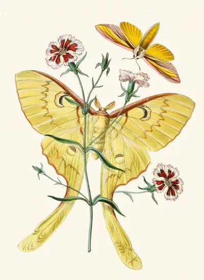 The cabinet of oriental entomology Pl XXIII av John Obadiah Westwood