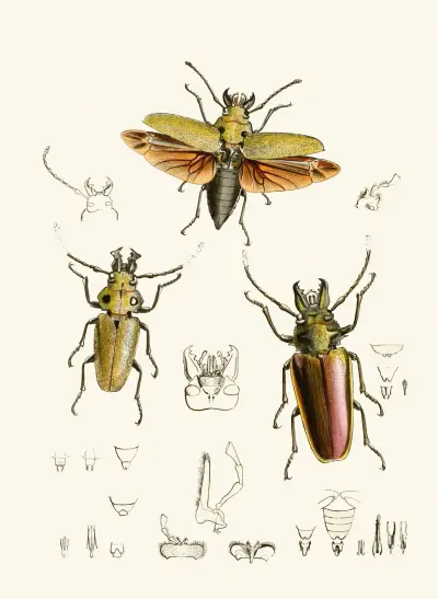 Skåpet för orientaliska insekter, pl. XXIV av John Obadiah Westwood
