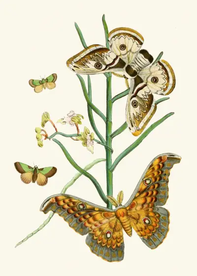 The cabinet of oriental entomology Pl XXV av John Obadiah Westwood