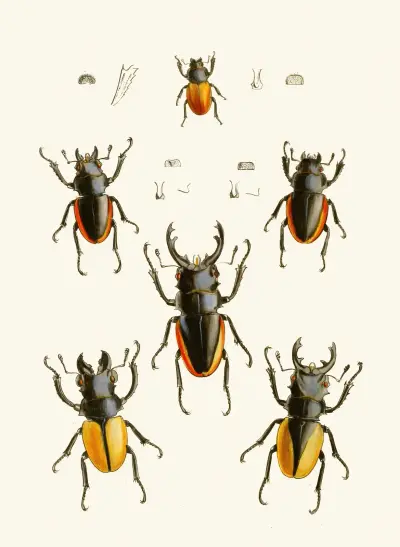 Det orientaliska entomologiska kabinettet, pl. XXVII av John Obadiah Westwood