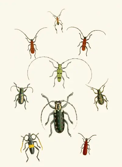 Skåpet med orientaliska insekter pl. XXX av John Obadiah Westwood