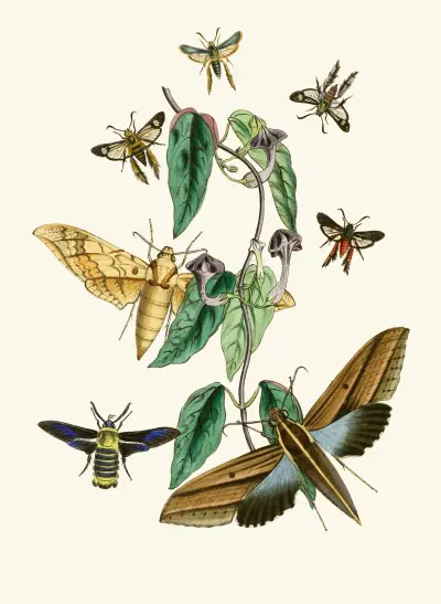 Den orientaliska entomologins kabinett Pl XXXI av John Obadiah Westwood