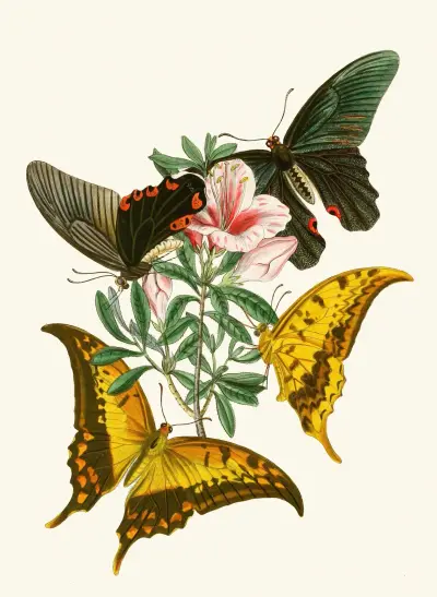 Den orientaliska entomologins kabinett pl. XXXII av John Obadiah Westwood