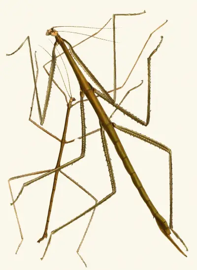 Den orientaliska entomologins kabinett, pl. XXXIII av John Obadiah Westwood