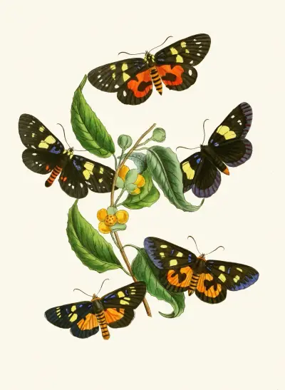 Den orientaliska entomologins skåp, pl. XXXIV av John Obadiah Westwood