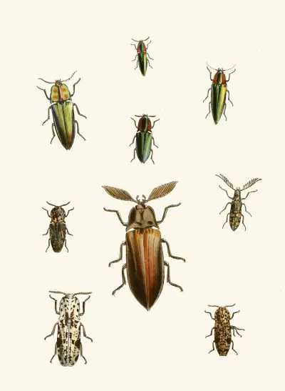 The cabinet of oriental entomology Pl XXXVI av John Obadiah Westwood