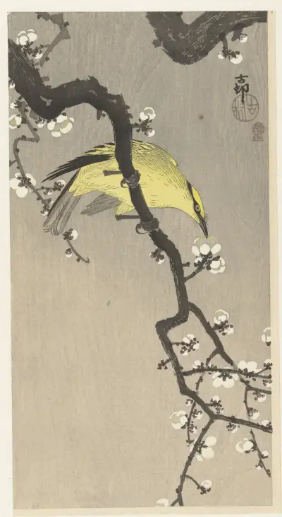 Chinese golden oriole on plum blossom branch av Ohara Koson