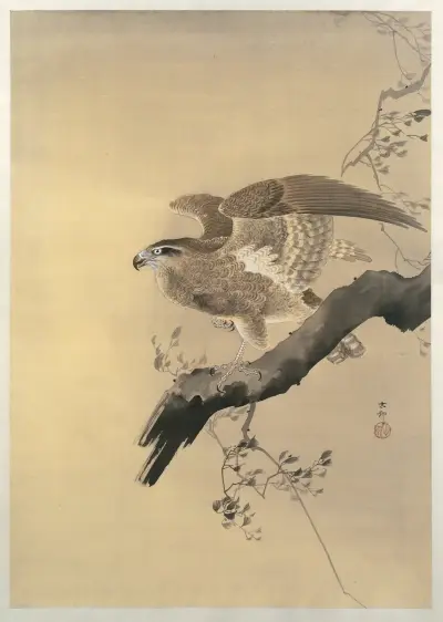 Jestřáb, Ohara Koson