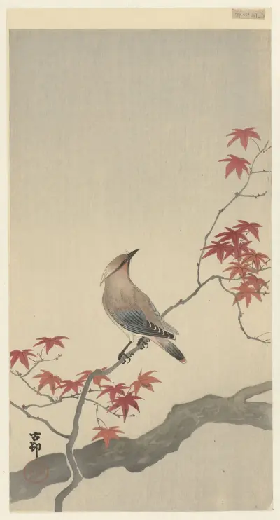 Japanese waxwing on maple av Ohara Koson