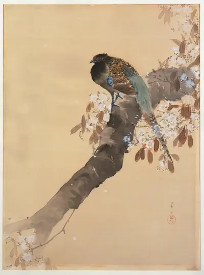 Bažant na větvi třešňového květu, Ohara Koson