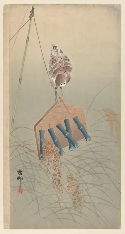 Vrabec, Ohara Koson