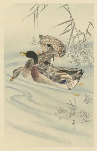 Tři kachny v mělké vodě s rákosím, Ohara Koson