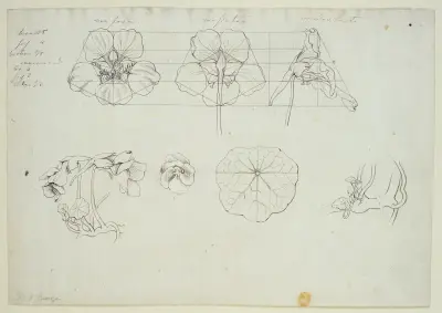 Listy a květy řeřichy, Philipp Otto Runge